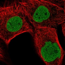 MDFI Antibody, Novus Biologicals:Antibodies:Primary Antibodies